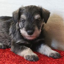 Teddy - Salt and pepper male Miniature Schnauzer puppy in Richardton, North Dakota from Crooked Tree Ranch