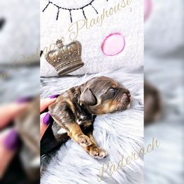 Cockapoo Puppies from Royal Cockapoo Playhouse