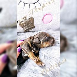 Cockapoo Puppies from Royal Cockapoo Playhouse