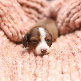 Princess - Red female Dachshund puppy in Eaton, Ohio from Miniature Alphas Dachshunds