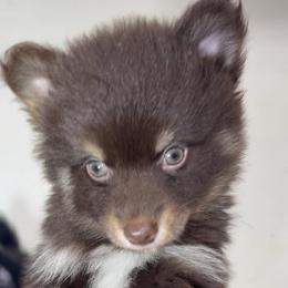 Flint - Chocolate male Pomsky puppy in Spring Hill, Florida from PDQ Pomskies
