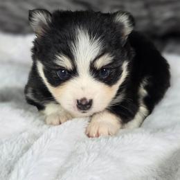 Tali - Black and white female Pomsky puppy in Mc Callsburg, Iowa from SZ Rolling Acres LLC