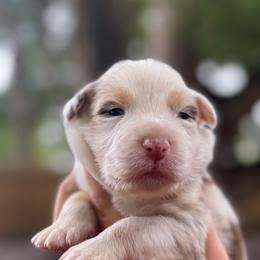 Honey - Red merle female Australian Shepherd puppy in Orlando, Florida from Skaky Shepherds