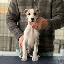 Thor - Fawn brindle Whippet puppy in Broomtown, Alabama from Hounds of Christeva