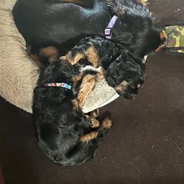 Cavalier King Charles Spaniel Puppies from DunEakins Cavaliers