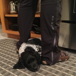 Large Münsterländer Puppies from CheddArris Kennel