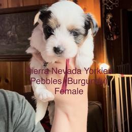 Pebbles (burgundy) - Parti female Yorkshire Terrier puppy in South Lake Tahoe, California from Sierra Nevada Yorkies