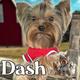 Dash