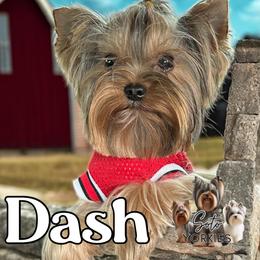 Dash - Yorkshire Terrier