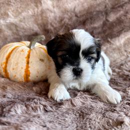 Otto - Black gold and white male Shih Tzu puppy in Geneva, Florida from Shih Tzu’s Creek
