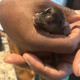 Boy - Black parti male Pomeranian puppy in Randleman, North Carolina from Luxurious Poms