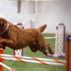 Chesapeake Bay Retriever All Grown Up from Pond Hollow Chesapeakes