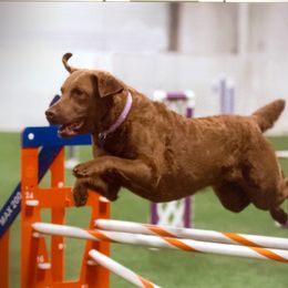 Chesapeake Bay Retriever All Grown Up from Pond Hollow Chesapeakes