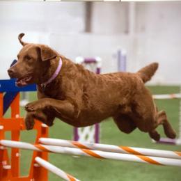 Chesapeake Bay Retriever All Grown Up from Pond Hollow Chesapeakes