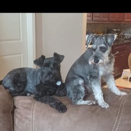 Miniature Schnauzer All Grown Up from Cowboy Schnauzers