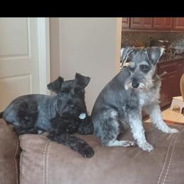 Miniature Schnauzer All Grown Up from Cowboy Schnauzers