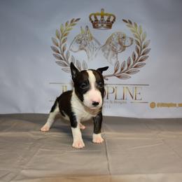 Green collar male - Black brindle and white male Miniature Bull Terrier puppy in Fontana, California from JLB Beagles & MBT