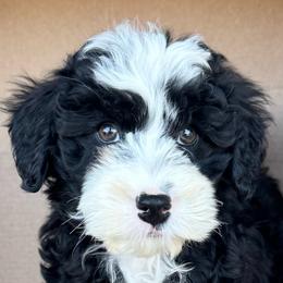 Brady Grey Collar Male - Black and white male Bernedoodle puppy in Peoria, Arizona from Wroth's Pawsibilities