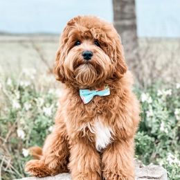 Tobi - Cavapoo
