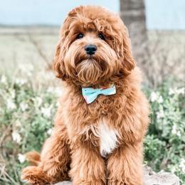 Tobi - Cavapoo