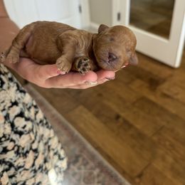 Goldendoodle Puppies from Hygge & Hound by McKenzie