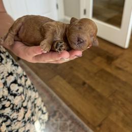 Goldendoodle Puppies from Hygge & Hound by McKenzie