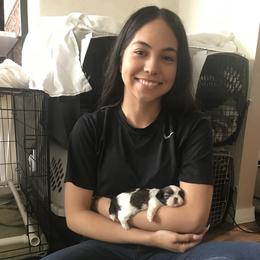 Shih Tzu Puppies from Willow Lane Shih Tzus