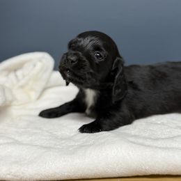 Sprocket (Black longhair) - Black male Dachshund puppy in Appomattox, Virginia from Doxie Darlings VA