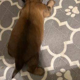 Boy 1 - Sable male Dachshund puppy in Easley, South Carolina from Castle Hill Doxies, LLC