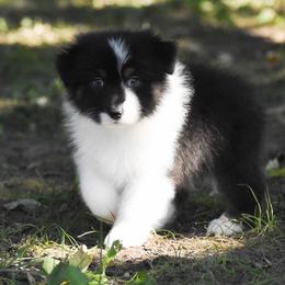 Oaken - Black tri-color male Australian Shepherd puppy in Easton, Missouri from MMA Kennel