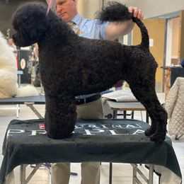 Shine - Portuguese Water Dog