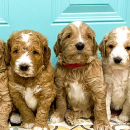 Goldendoodles and Poodles from South Paw Doodle Co