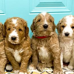 Goldendoodles and Poodles from South Paw Doodle Co