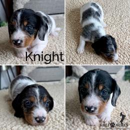 Knight - AKC - Wirehair - Black and tan male Dachshund puppy in Kemp, Texas from Koli Acres