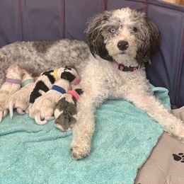 Aussiedoodle Puppies from Sunshine Aussiedoodles Idaho