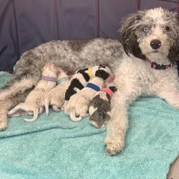 Aussiedoodle Puppies from Sunshine Aussiedoodles Idaho