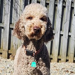 Maggie - Goldendoodle