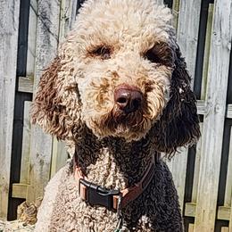 Maggie - Goldendoodle
