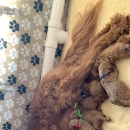 Goldendoodle Puppies from Carefree Goldendoodles