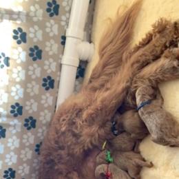 Goldendoodle Puppies from Carefree Goldendoodles