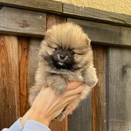 Oliver - Orange sable male Pomeranian puppy in Citrus Heights, California from Yev and Marina's Pomeranians (AKC)