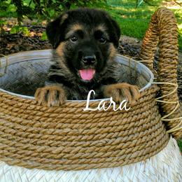 German Shepherd Puppies from Central Coast German Shepherds