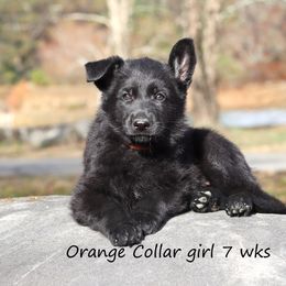 Orange Collar girl - Black female German Shepherd puppy in Elkmont, Alabama from Oakmont Shepherds