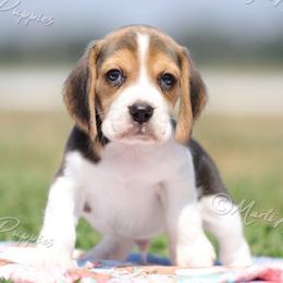 AKC 'Duncan' - Black tan and white male Beagle puppy in Lamar, Missouri from Marti Acres ~ Boston Terrier & Beagles