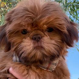 Toby - Red male Shih Tzu puppy in Galveston, Texas from 🌗 New Moon Shih Tzu 🌗