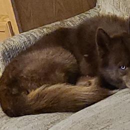 Siberian Huskies from Winters Siberians