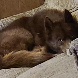 Siberian Huskies from Winters Siberians