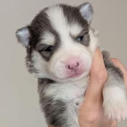 Gusty - Male - Blue male Pomsky puppy in Hurleyville, New York from My Crazy Pomskys