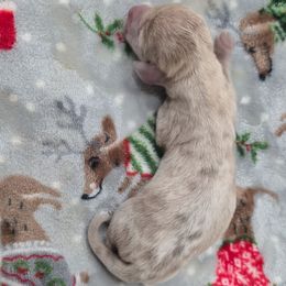 Dapple girl - Dapple female Dachshund puppy in West Plains, Missouri from Spring Creek Dachshunds