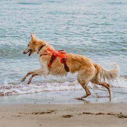 Silken Windhounds from Eventide Hounds